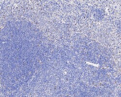 Invitrogen TEF1 Recombinant Rabbit Monoclonal Antibody (JE45-37) 100 &mu;L;