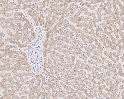 Invitrogen MAOA Recombinant Mouse Monoclonal Antibody (5D1-R) 100 &mu;L;