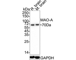 Invitrogen MAOA Recombinant Mouse Monoclonal Antibody (5D1-R) 100 &mu;L;