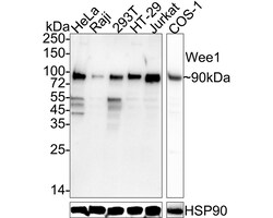 Invitrogen WEE1 Recombinant Rabbit Monoclonal Antibody (PSH05-11) 100 &mu;L;