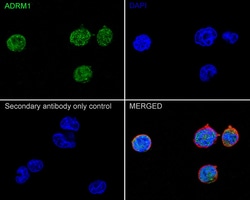 Invitrogen ADRM1 Recombinant Rabbit Monoclonal Antibody (PSH05-41) 100