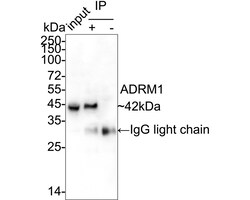 Invitrogen ADRM1 Recombinant Rabbit Monoclonal Antibody (PSH05-41) 100