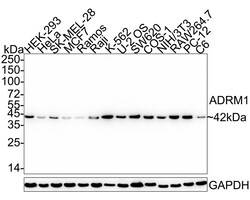 Invitrogen ADRM1 Recombinant Rabbit Monoclonal Antibody (PSH05-41) 100