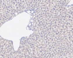 Invitrogen NMDAR2B Recombinant Rabbit Monoclonal Antibody (PSH05-46) 100