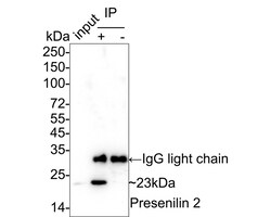 Invitrogen PSEN2 Recombinant Rabbit Monoclonal Antibody (PSH05-18) 100