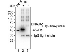 Invitrogen HDJ2 Recombinant Rabbit Monoclonal Antibody (JE40-13) 100 &mu;L;
