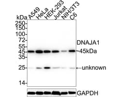 Invitrogen HDJ2 Recombinant Rabbit Monoclonal Antibody (JE40-13) 100 &mu;L;