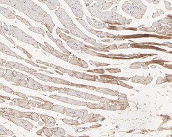 Invitrogen PKM1 Recombinant Rabbit Monoclonal Antibody (PSH04-37) 100 &mu;L;