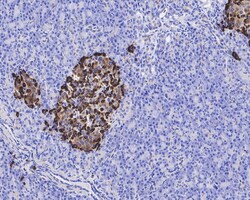 Invitrogen Apolipoprotein J Recombinant Rabbit Monoclonal Antibody (PSH04-33)