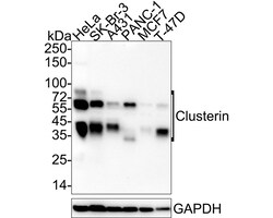 Invitrogen Apolipoprotein J Recombinant Rabbit Monoclonal Antibody (PSH04-33)