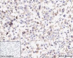 Invitrogen RIP3 Recombinant Rabbit Monoclonal Antibody (PSH04-78) 100 &mu;L;