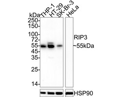 Invitrogen RIP3 Recombinant Rabbit Monoclonal Antibody (PSH04-78) 100 &mu;L;