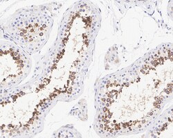 Invitrogen PABP Recombinant Rabbit Monoclonal Antibody (PSH05-51) 100 &mu;L;