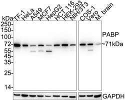 Invitrogen PABP Recombinant Rabbit Monoclonal Antibody (PSH05-51) 100 &mu;L;