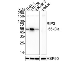 Invitrogen RIP3 Recombinant Rabbit Monoclonal Antibody (PSH04-79) 100 &mu;L;