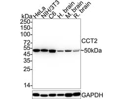 Invitrogen TCP-1 beta Recombinant Rabbit Monoclonal Antibody (JE37-96)