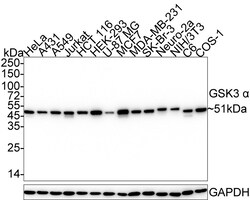 Invitrogen GSK3 alpha Recombinant Rabbit Monoclonal Antibody (JE33-27)