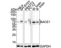 Invitrogen BACE1 Recombinant Rabbit Monoclonal Antibody (PSH05-19) 100