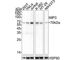 Invitrogen IMP3 Recombinant Rabbit Monoclonal Antibody (PSH05-54) 100 &mu;L;