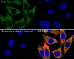 Invitrogen DVL2 Recombinant Rabbit Monoclonal Antibody (PSH04-07) 100 &mu;L;