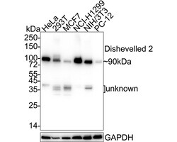 Invitrogen DVL2 Recombinant Rabbit Monoclonal Antibody (PSH04-07) 100 &mu;L;
