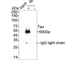 Invitrogen Tau Recombinant Rabbit Monoclonal Antibody (PSH05-50) 100 &mu;L;
