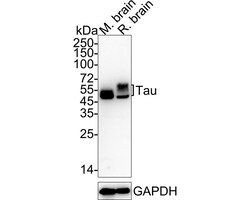 Invitrogen Tau Recombinant Rabbit Monoclonal Antibody (PSH05-50) 100 &mu;L;