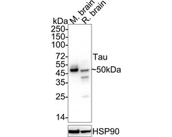 Invitrogen Tau Recombinant Rabbit Monoclonal Antibody (PSH05-50) 100 &mu;L;
