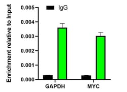 Invitrogen FBXL10 Recombinant Rabbit Monoclonal Antibody (PSH05-38) 100