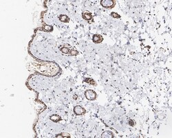 Invitrogen FBXL10 Recombinant Rabbit Monoclonal Antibody (PSH05-38) 100
