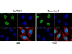 Invitrogen NSUN2 Recombinant Rabbit Monoclonal Antibody (PSH05-05) 100
