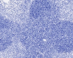 Invitrogen Digoxigenin Recombinant Rabbit Monoclonal Antibody (PSH04-39)