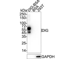 Invitrogen Digoxigenin Recombinant Rabbit Monoclonal Antibody (PSH04-39)