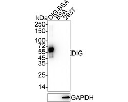 Invitrogen Digoxin Recombinant Rabbit Monoclonal Antibody (PSH04-40) 100