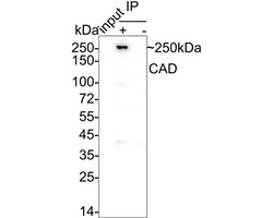 Invitrogen CAD Recombinant Rabbit Monoclonal Antibody (JE33-26) 100 &mu;L;