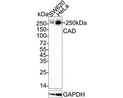 Invitrogen CAD Recombinant Rabbit Monoclonal Antibody (JE33-26) 100 &mu;L;
