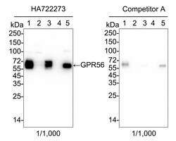 Invitrogen GPR56 Recombinant Rabbit Monoclonal Antibody (PSH05-43) 100