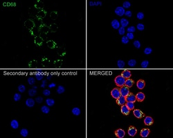 Invitrogen CD68 Recombinant Rabbit Monoclonal Antibody (PSH05-47) 100 &mu;L;