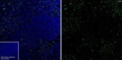 Invitrogen CD68 Recombinant Rabbit Monoclonal Antibody (PSH05-47) 100 &mu;L;