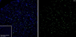 Invitrogen CD68 Recombinant Rabbit Monoclonal Antibody (PSH05-47) 100 &mu;L;