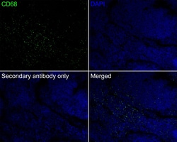 Invitrogen CD68 Recombinant Rabbit Monoclonal Antibody (PSH05-47) 100 &mu;L;