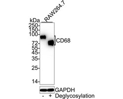 Invitrogen CD68 Recombinant Rabbit Monoclonal Antibody (PSH05-47) 100 &mu;L;