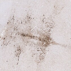 Invitrogen TPH2 Recombinant Rabbit Monoclonal Antibody (PSH04-89) 100 &mu;L;