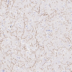 Invitrogen TPH2 Recombinant Rabbit Monoclonal Antibody (PSH04-89) 100 &mu;L;