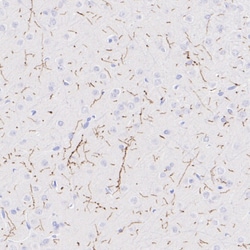 Invitrogen TPH2 Recombinant Rabbit Monoclonal Antibody (PSH04-89) 100 &mu;L;