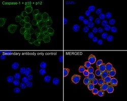 Invitrogen Caspase 1 p10/p12 Recombinant Rabbit Monoclonal Antibody (JE56-35)