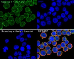 Invitrogen Caspase 1 p10/p12 Recombinant Rabbit Monoclonal Antibody (JE56-35)