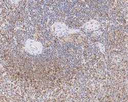 Invitrogen Caspase 1 p10/p12 Recombinant Rabbit Monoclonal Antibody (JE56-35)