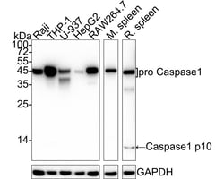 Invitrogen Caspase 1 p10/p12 Recombinant Rabbit Monoclonal Antibody (JE56-35)