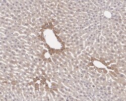 Invitrogen Caspase 3 p12 Recombinant Rabbit Monoclonal Antibody (JE07-51)